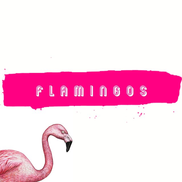 Flamingos