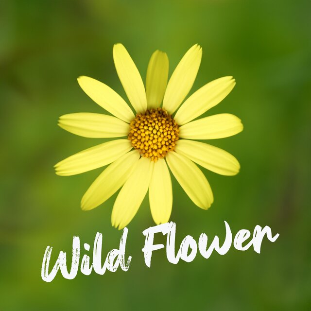 Wild Flower