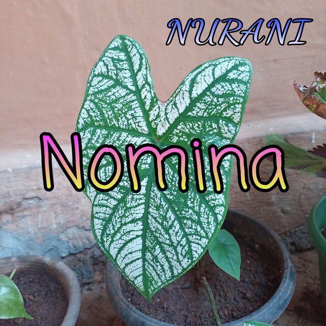 Nomina