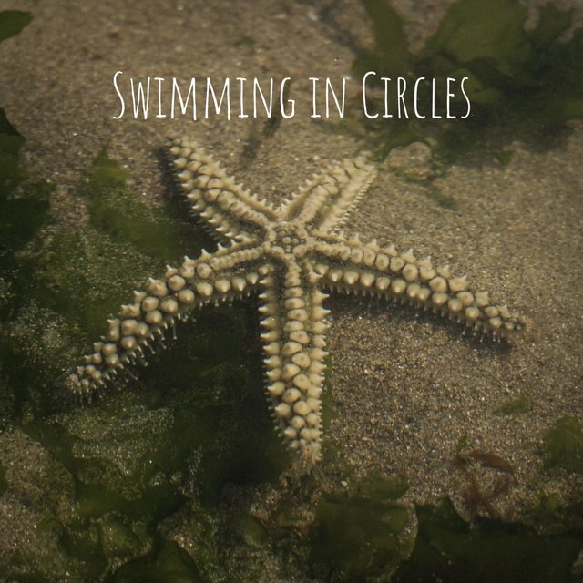 Swimming in Circles