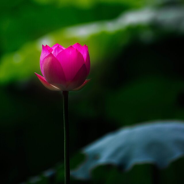 Ani Choying Drolma