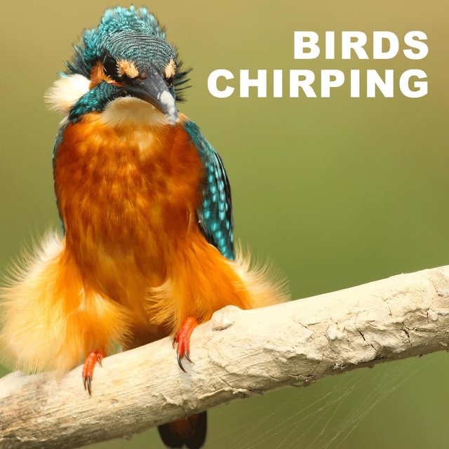 Birds Chirping – Natural Noise with Instrumental Music for Relaxation, Meditation, Yoga, Reiki, Better Sleep, Calmness and Serenity, Stress Relief