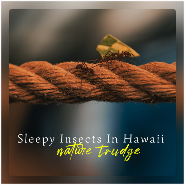 Sleepy Insects In Hawaii