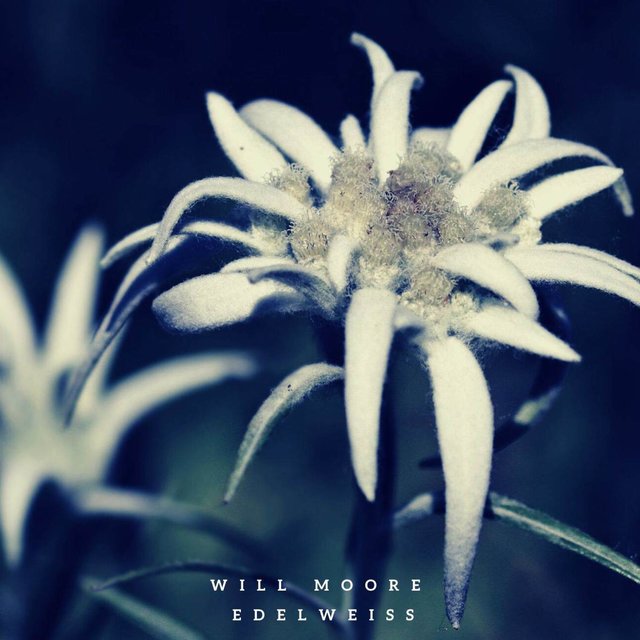 Edelweiss