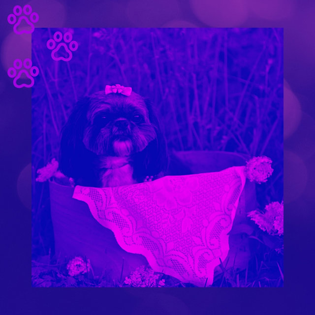Backdrop for Relaxing Your Dog