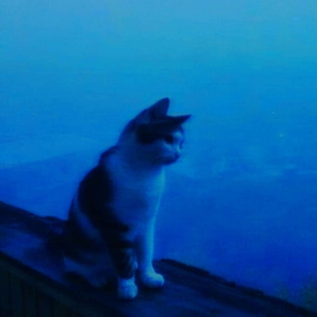 Starlit Meows