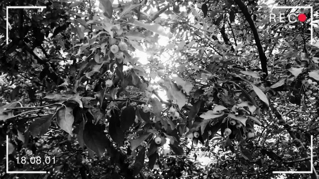 Dreams of Eve