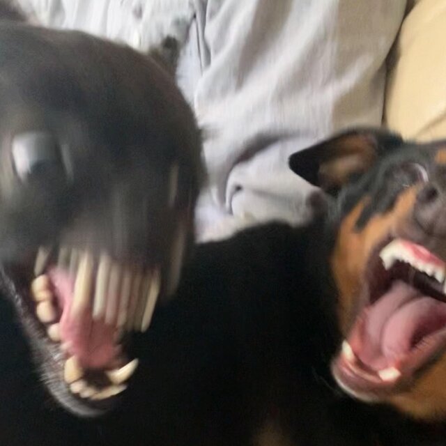 DOG SHIT