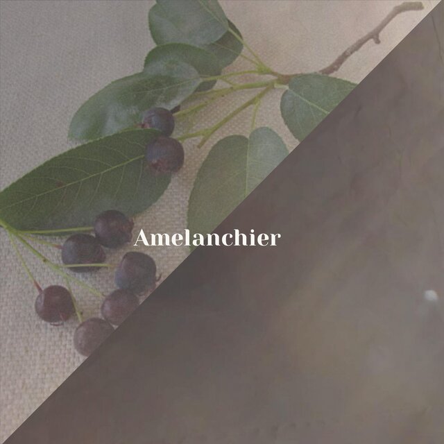Amelanchier