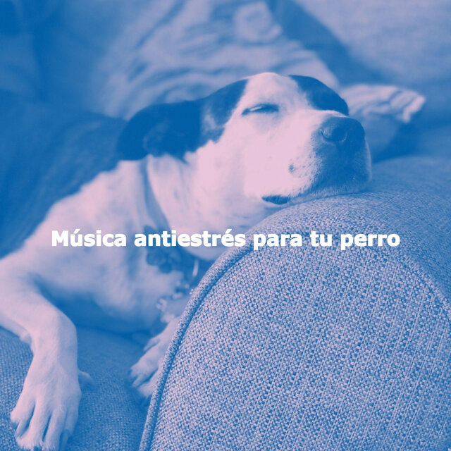 Música antiestrés para tu perro