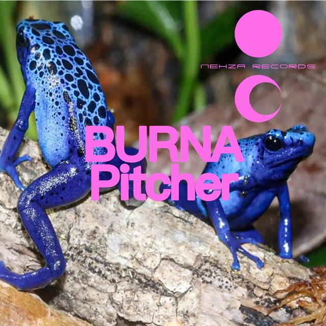 Pitcher