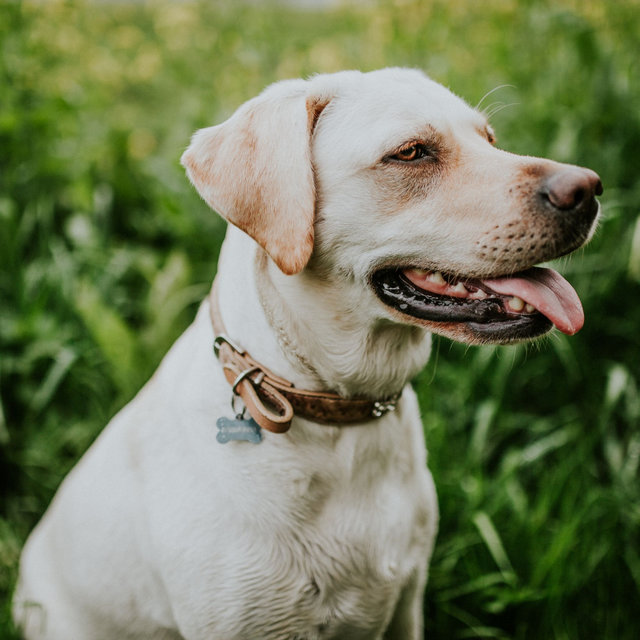 Trumpet and Alto Saxophone - Music for Mans Best Friend