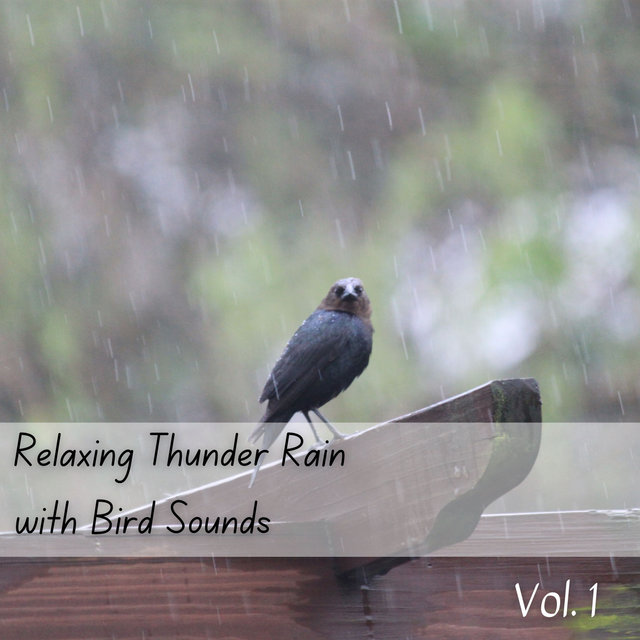 Relaxing Thunder Rain with Bird Sounds Vol. 1
