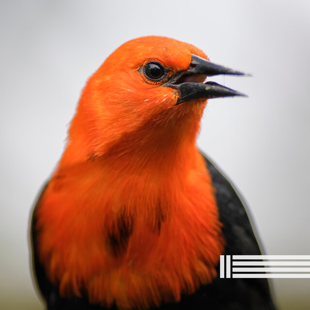 Sons d'Oiseaux Chantant