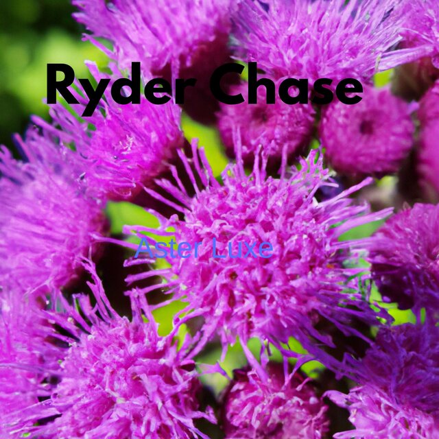 Aster Luxe