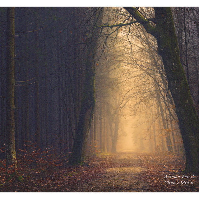 Autumn Forest