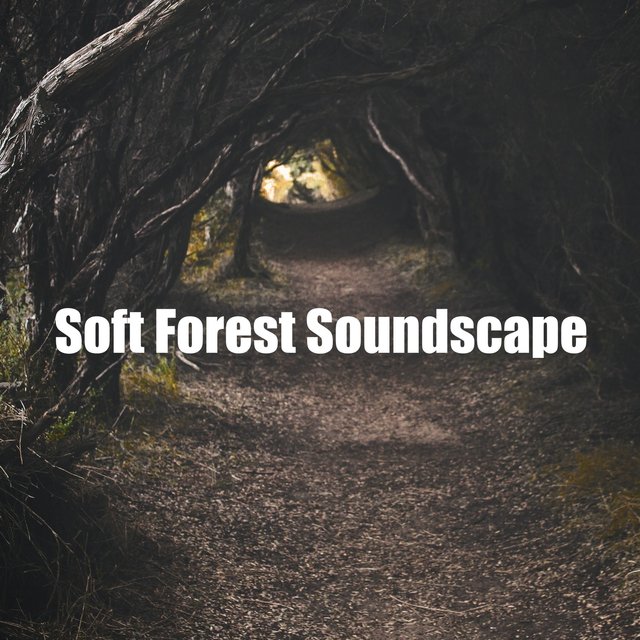 Soft Forest Soundscape