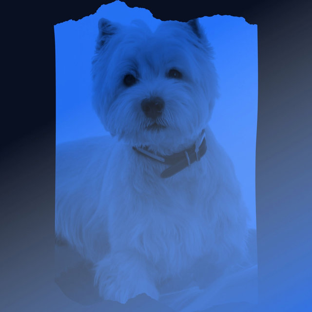 Music for Relaxing Your Dog - Bossa Nova Vibraphone