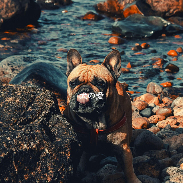 犬の愛