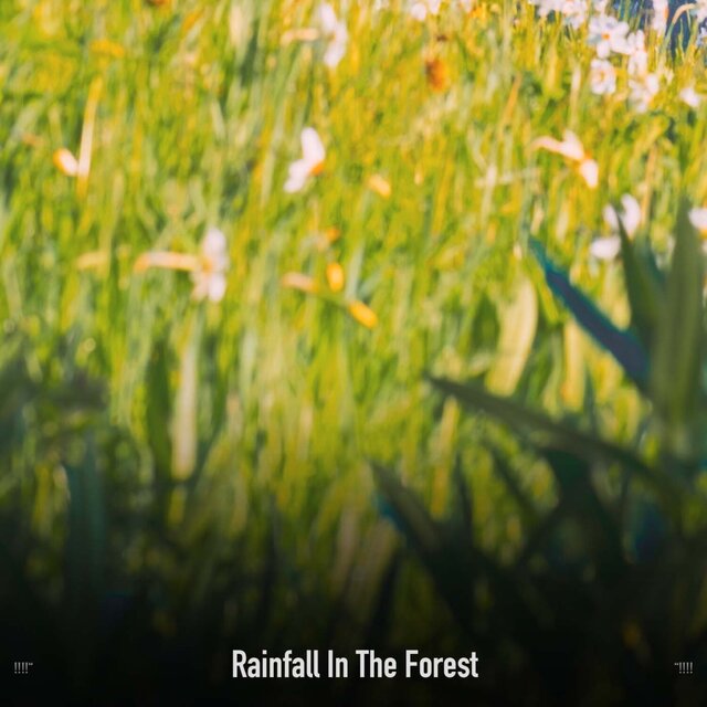 !!!!" Rainfall In The Forest "!!!!