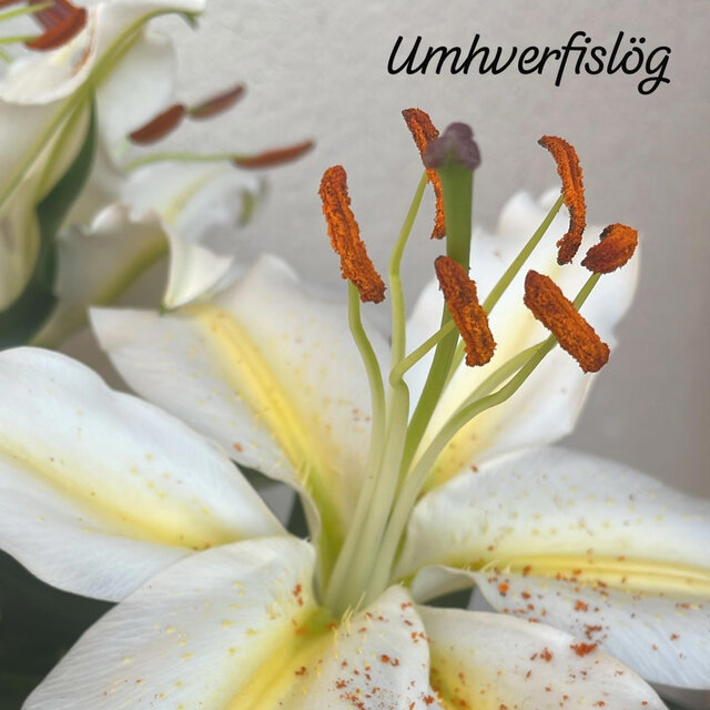 Umhverfislög