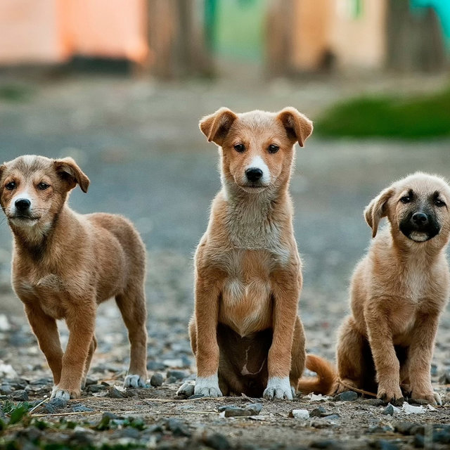 Trio Jazz - Background Music for Cute Dogs