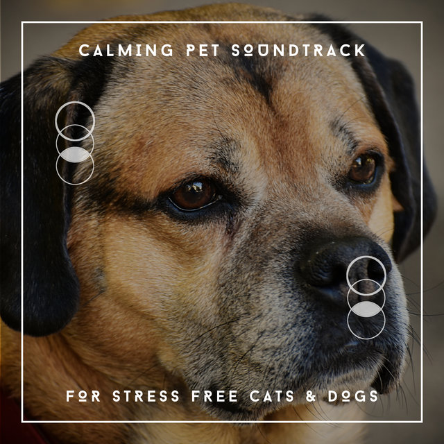 Calming Pet Soundtrack For Stress Free Cats & Dogs
