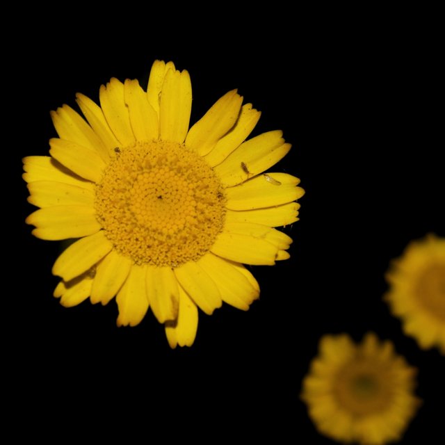 Blossoms