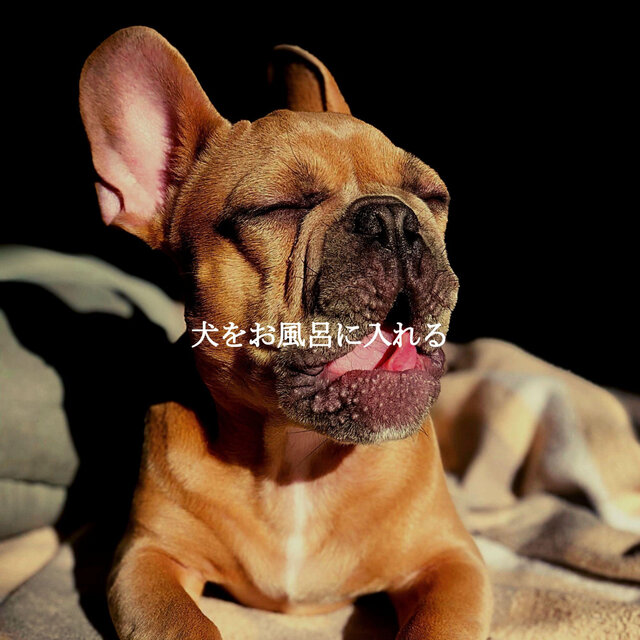 犬をお風呂に入れる