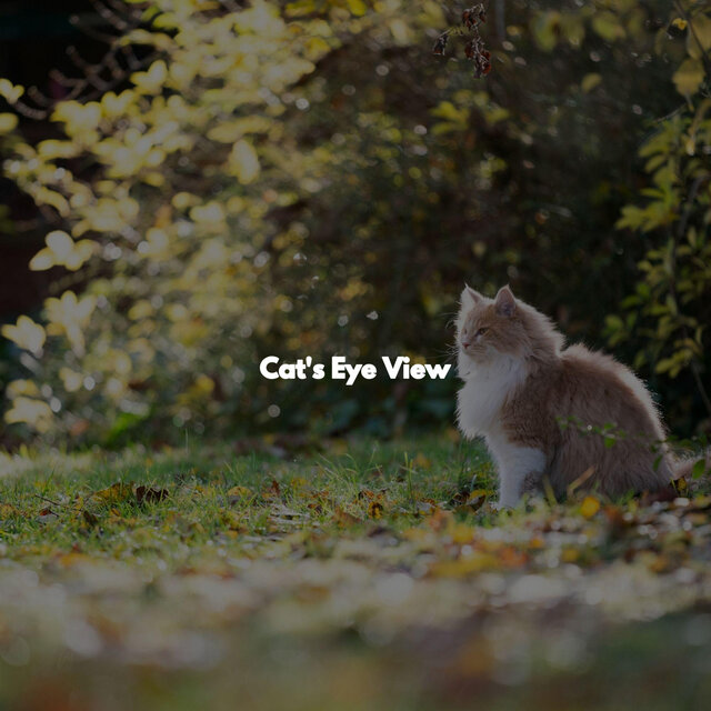 Cat's Eye View