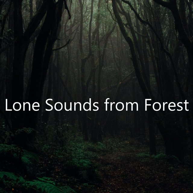 Lone Sounds from Forest