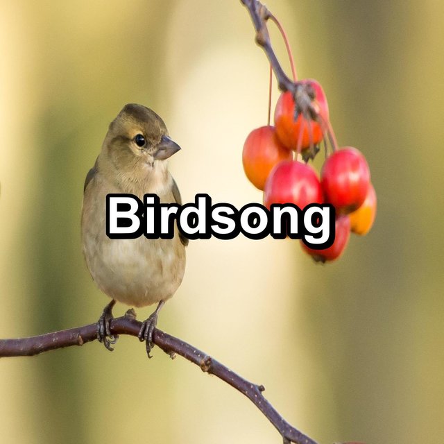 Birdsong