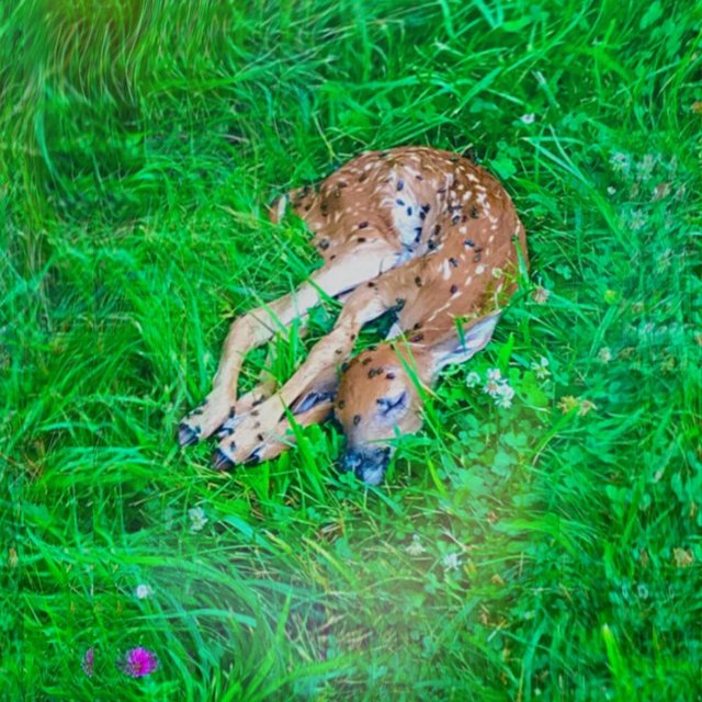 Dreams of a Decomposing Deer