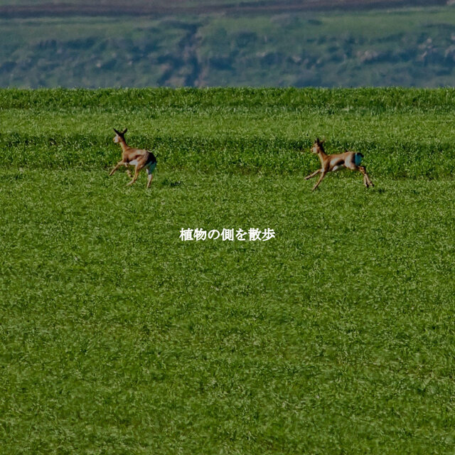 植物の側を散歩
