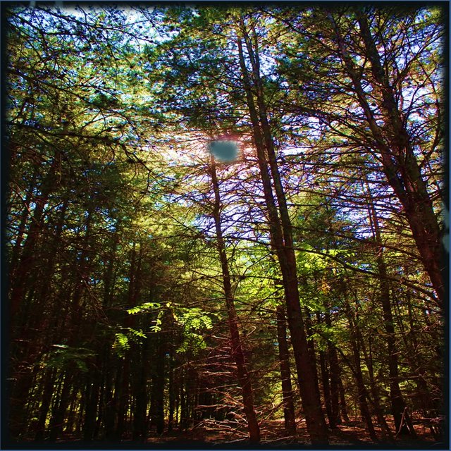 Sensory Reprogramming (Click Shuffle, Gapless, Repeat, and Crossfade to Choosing for a Unique Perpetual Journey Every Time)