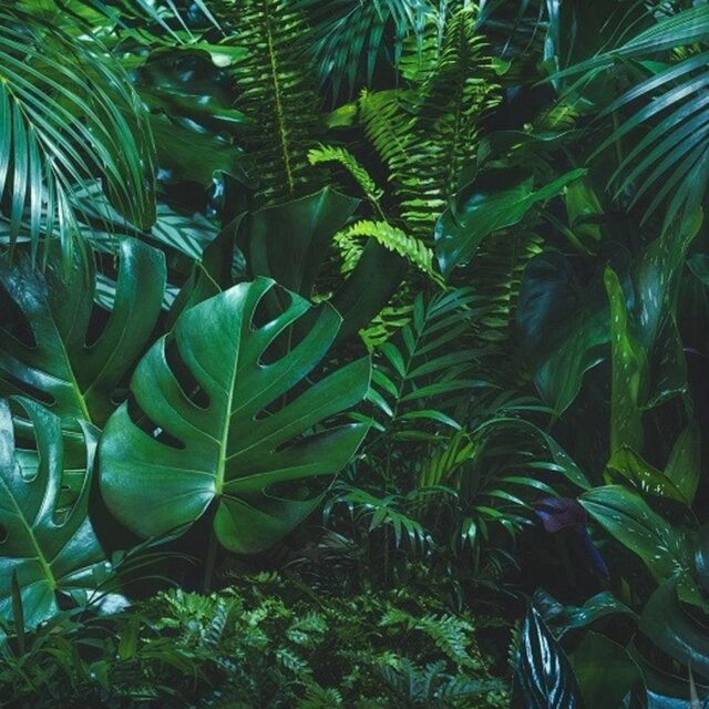 Cliff Road Gardens