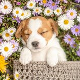 Dormir Sin Preocupaciones