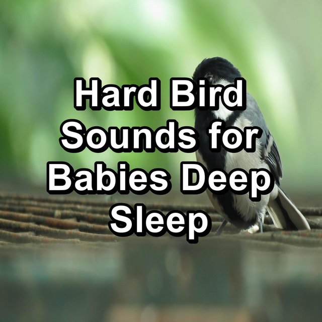 Hard Bird Sounds for Babies Deep Sleep