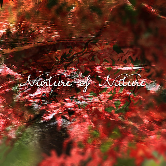 Maple Stream (Nature)