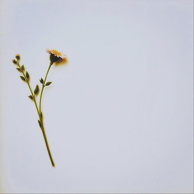 Graceful Grateful