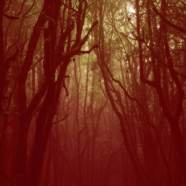 Aokigahara Forest