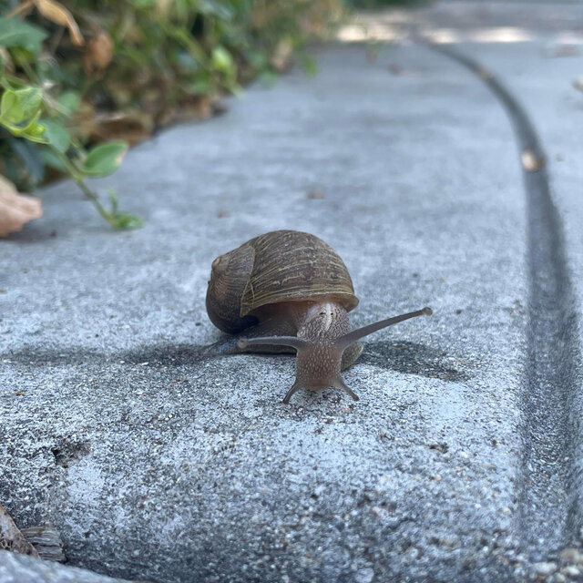 Snail's Lullaby
