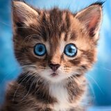 Silencioso Como Un Gato