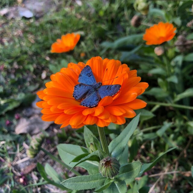 transformo, em flores, espinhos cerrados