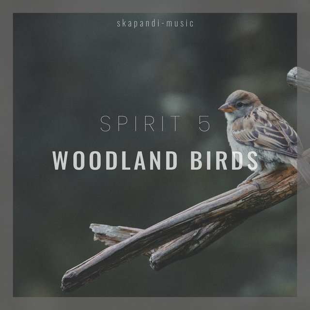 Woodland Birds
