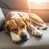 Melodías Suaves Para Mascotas Intensas