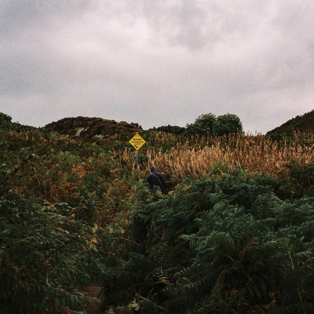 reed