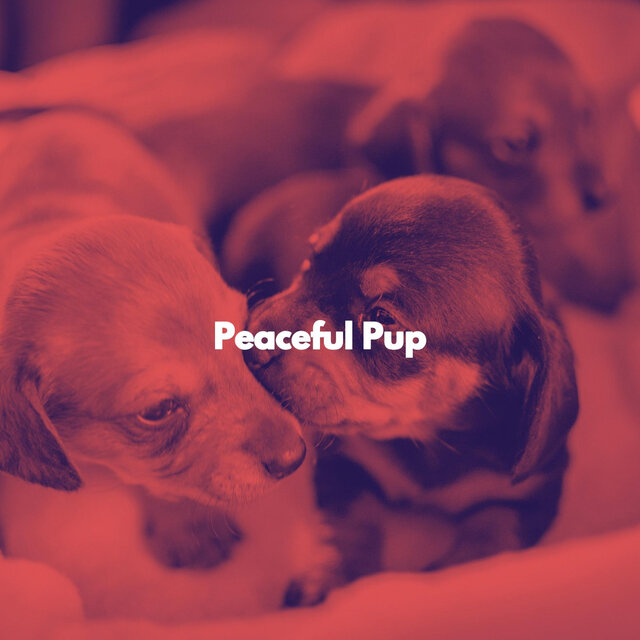 Peaceful Pup