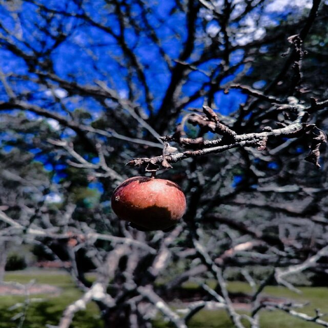 Love Like Fruit