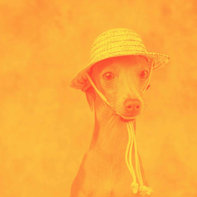Bossa Nova Guitar (Music for Eager Hounds)